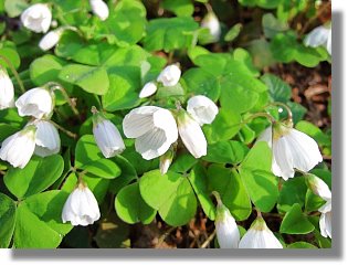 Pflanzen im Naturschutzgebiet Menkhauser Bachtal