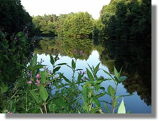 Dalbker Teich im Juli