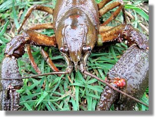 Ein Edelkrebs (Astacus astacus) aus dem Sennesee - 27.04.2006