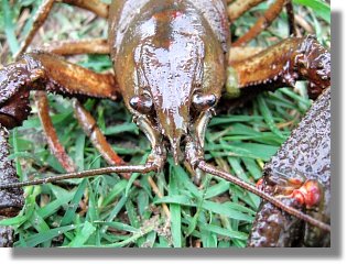 Ein Edelkrebs (Astacus astacus) aus dem Sennesee - 27.04.2006