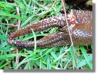 Ein Edelkrebs (Astacus astacus) aus dem Sennesee - 27.04.2006