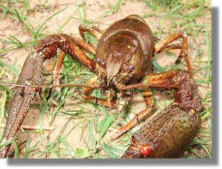 Ein Edelkrebs (Astacus astacus) aus dem Sennesee - 27.04.2006