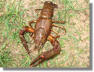 Ein Edelkrebs (Astacus astacus) aus dem Sennesee - 27.04.2006