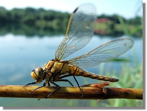 Groer Blaupfeil - Weibchen