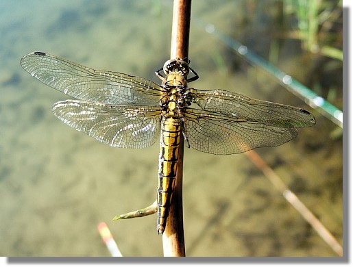 Groer Blaupfeil - Weibchen