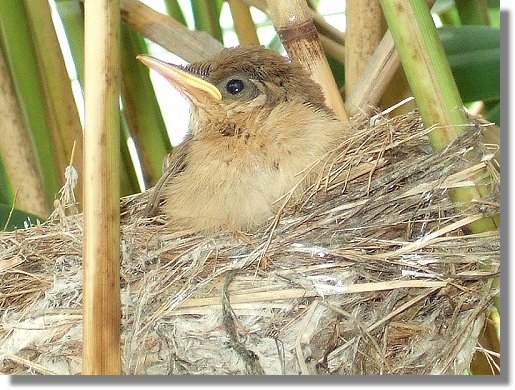 Jungvogel des Teichrohrsängers am  Sennesee  17.06.2007
