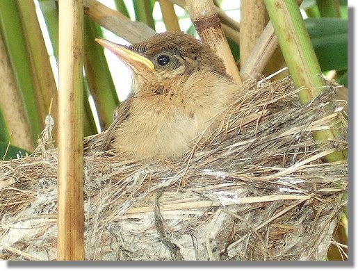 Jungvogel des Teichrohrsngers am  Sennesee  17.06.2007