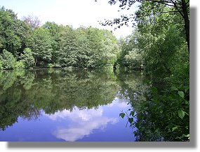 Waldbad Teich